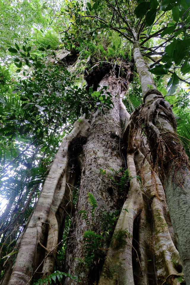 世界上最古老的熱帶雨林