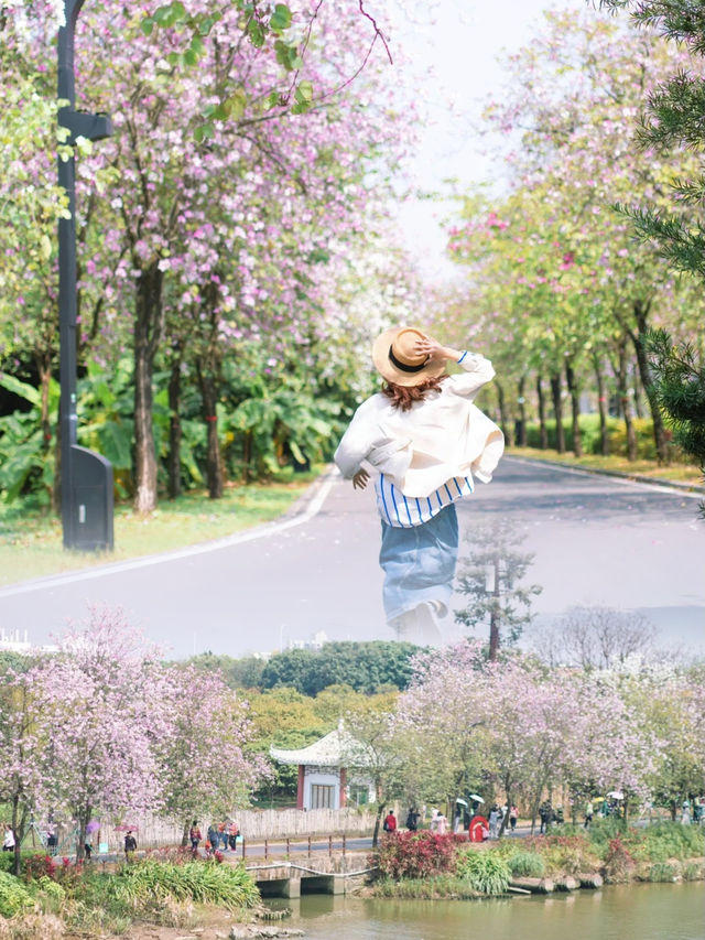 這裡是廣州!! | 三公里粉色花海長廊太浪漫了~