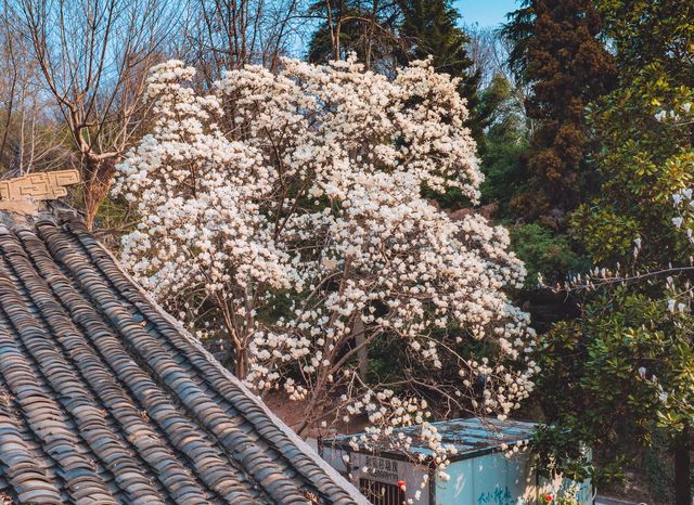 心不雜念去賞花！當玉蘭花遇見清千年古剎清涼寺！