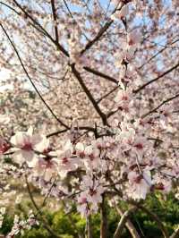 Beijing's Spring Blossom