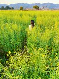 廣州｜稻田公園，油菜花拍照好去處！