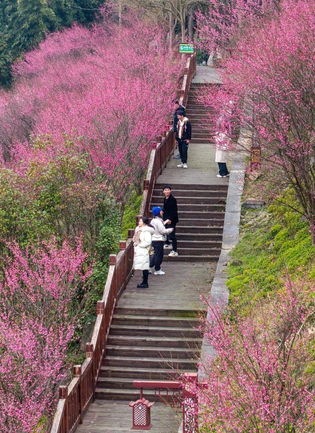 屈原故里賞梅花