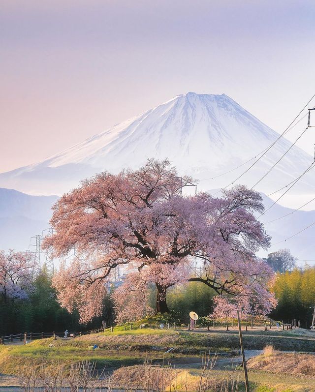 鰐塚の桜と実相寺の桜🌸