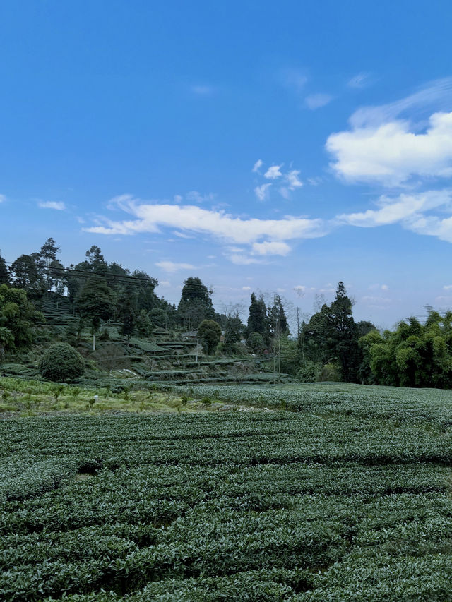 成都周邊！！隱秘在萬畝茶山的避世民宿……