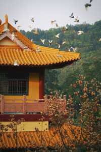 春和景明不僅是禪意遇見寧靜角落 廈門石室禪院