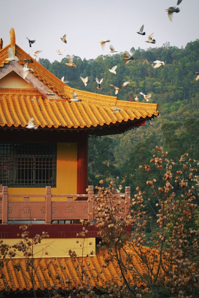 春和景明不僅是禪意遇見寧靜角落 廈門石室禪院
