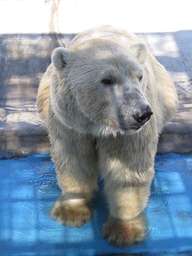 沈陽|森林動物園週末一定要來哦