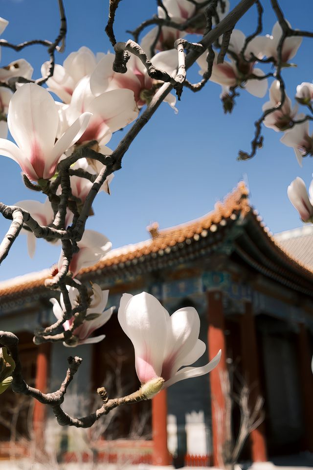 京城春日賞花攻略＆皇城根兒下免費秘境裡的玉蘭