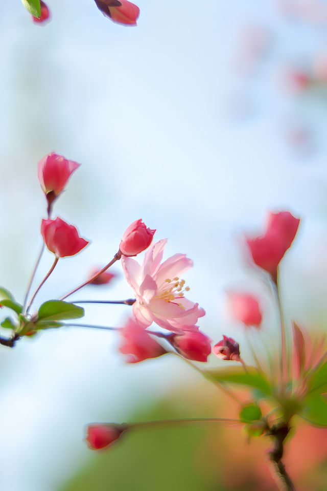 總要來一趟南京看這個花天花地