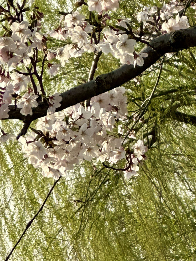 櫻花如雲高東鎮