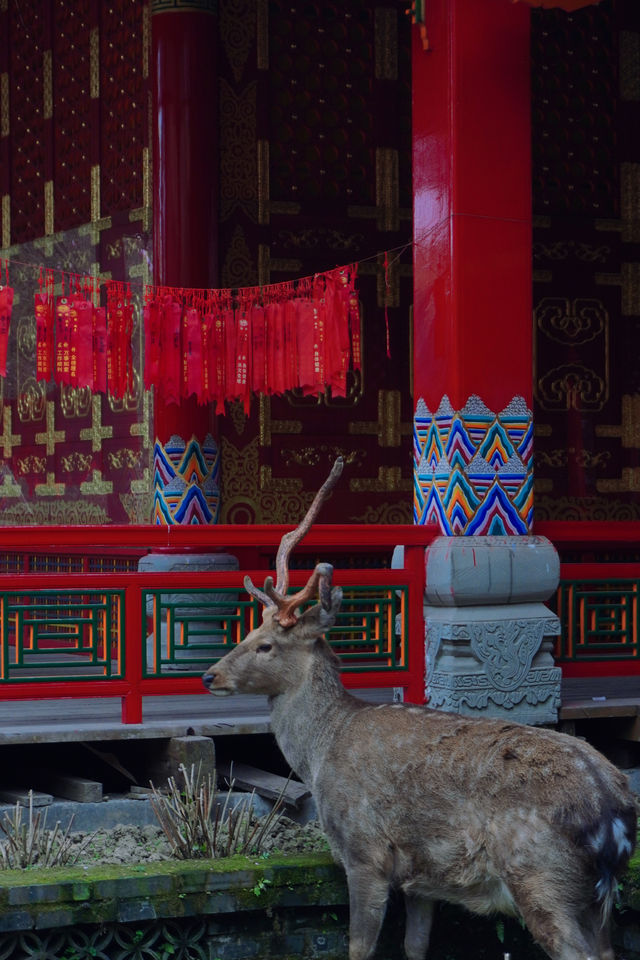 千年古寺裡玉蘭花開啦，還可以免費拍照遛娃看梅花鹿；