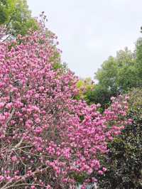 我在濱江走花路｜濱江兩岸免費賞花一日遊