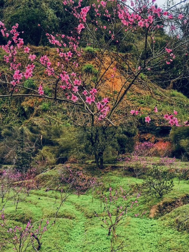 寧鄉｜你玩得可真花啊！東鹜山桃花谷自駕賞花指南