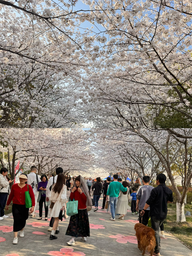 高東櫻花節，快來玩