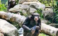 新加坡動物園：探索奇幻動物世界的絕佳勝地！
