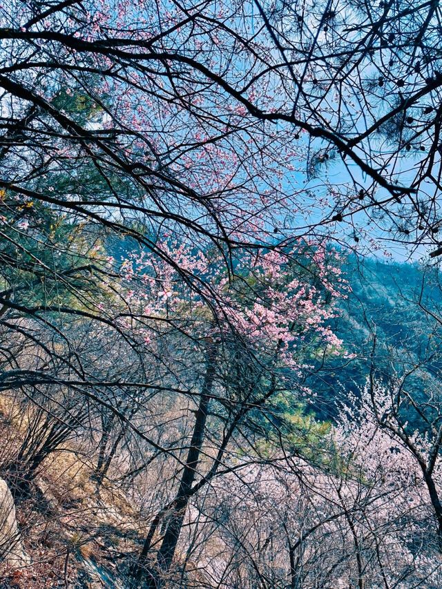 西安‖藍田‖三鳳山桃花季上線