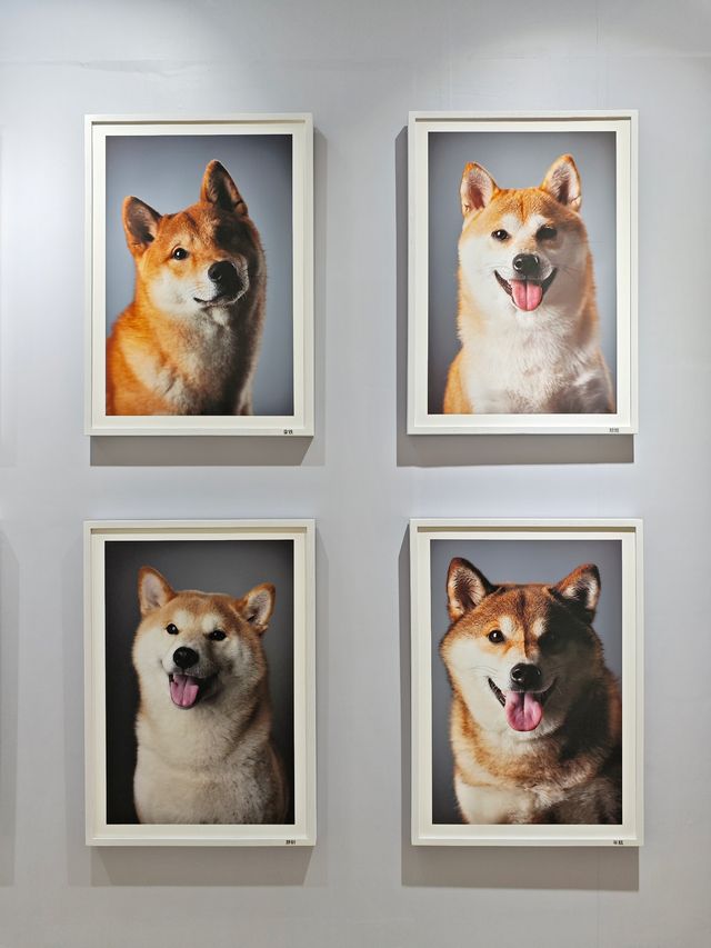 上海看展｜愚園路100隻狗狗的肖像！