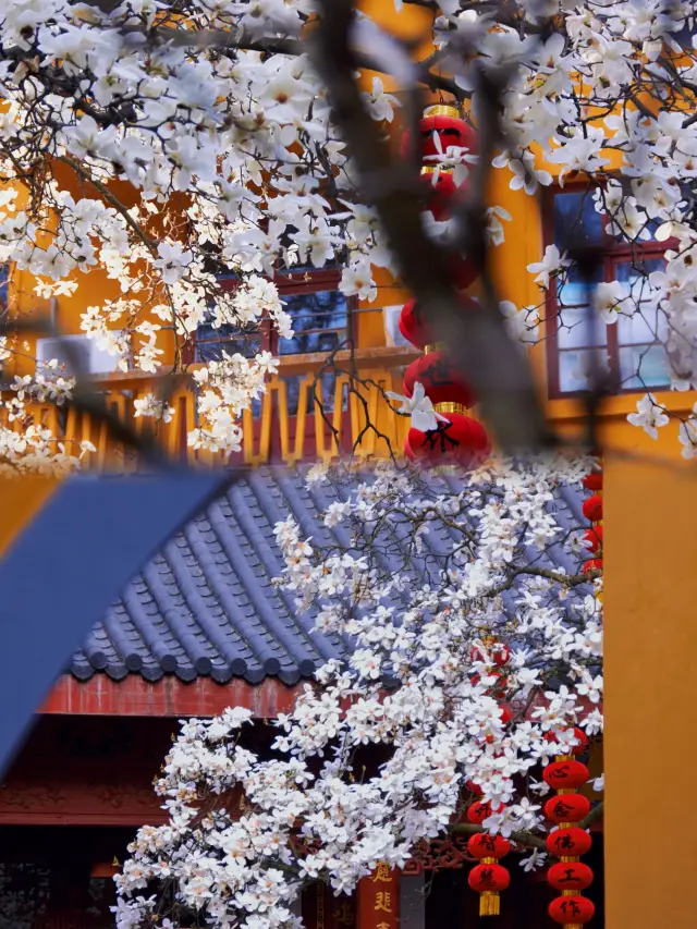 待つこと一木の花開く|法喜寺500年の古玉兰がまもなく驚くほど華やかに咲き誇ります