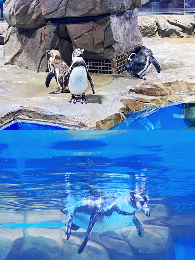 隱於「海夢一方」商場內的「空中海洋館」! 隱於「海夢一方」商場內的「空中海洋館」!