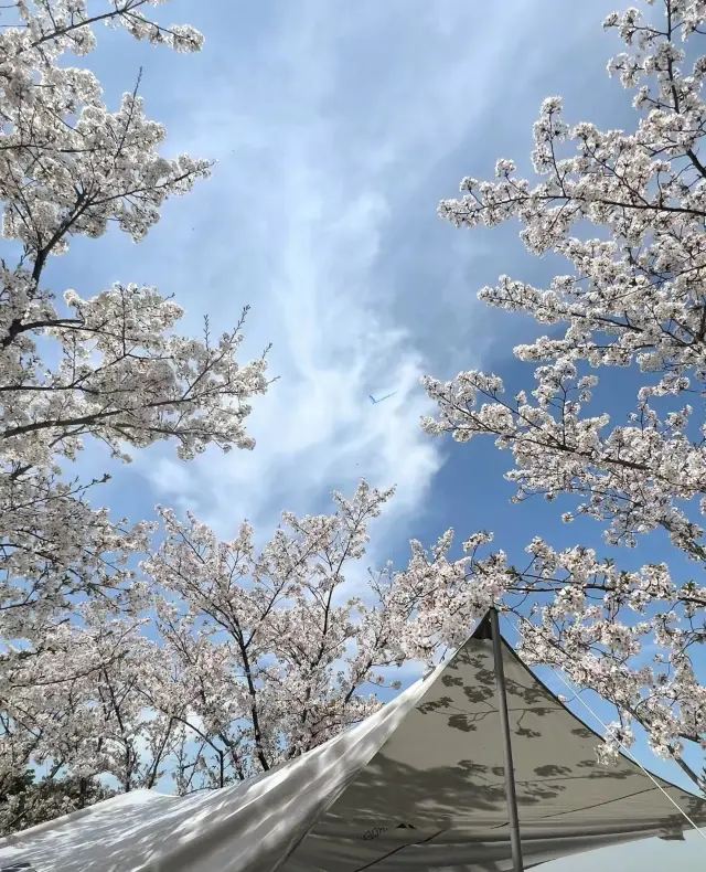 Nanjing | Don't come to Yanziji Park in April, or you will