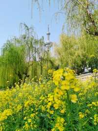 南京春日賞花地圖—城牆和秦淮河沿岸三園