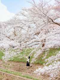 比起神鹿公園，我更愛奈良櫻花盛放的河堤
