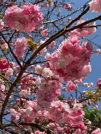 大雲南的春天「醉」在櫻花樹下