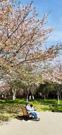 高東櫻花園：上海最長的沿河櫻花長廊