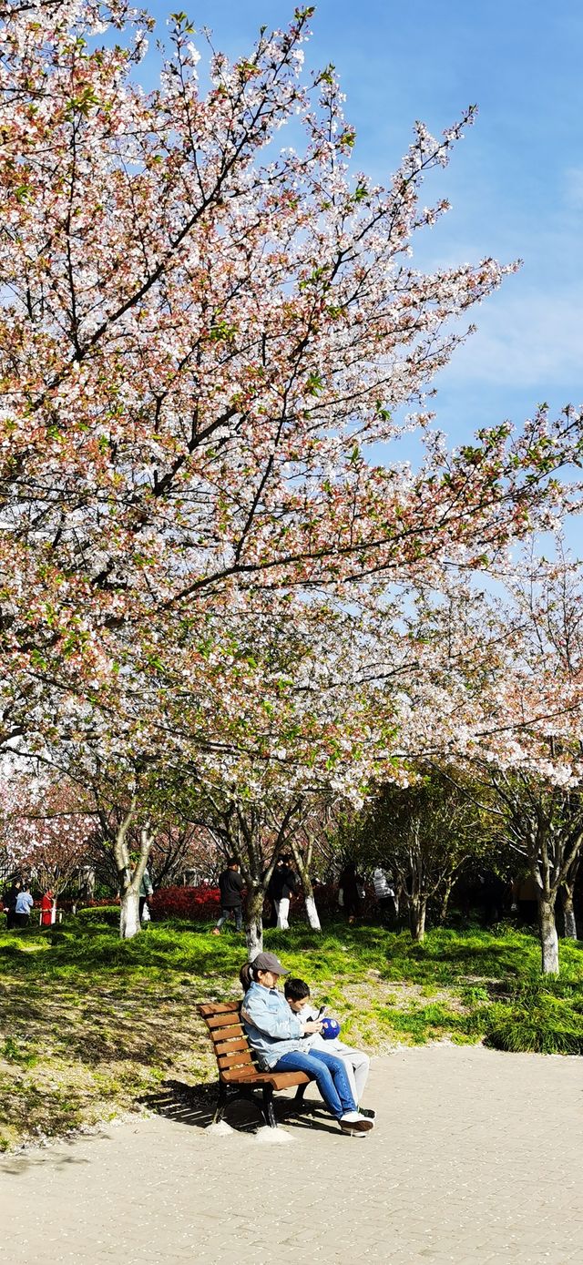 高東櫻花園：上海最長的沿河櫻花長廊