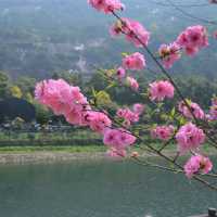 Zhongxiu Gardens Beauty 🌹🌺