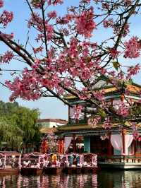 Romantic Cherry Blossoms Baomo Garden 🇨🇳