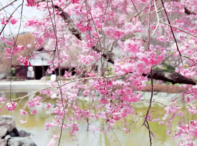 Sakura Flower Ocean