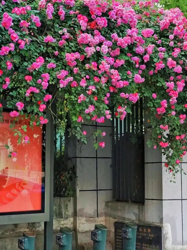 杭州的花沒有瓶頸期！接下來請看薔薇！！