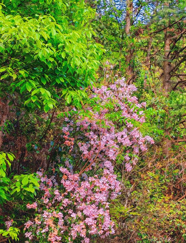 走呀？去村子裡採花？