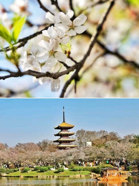 Wuhan Blossoms at East Lake🇨🇳♥️🌸