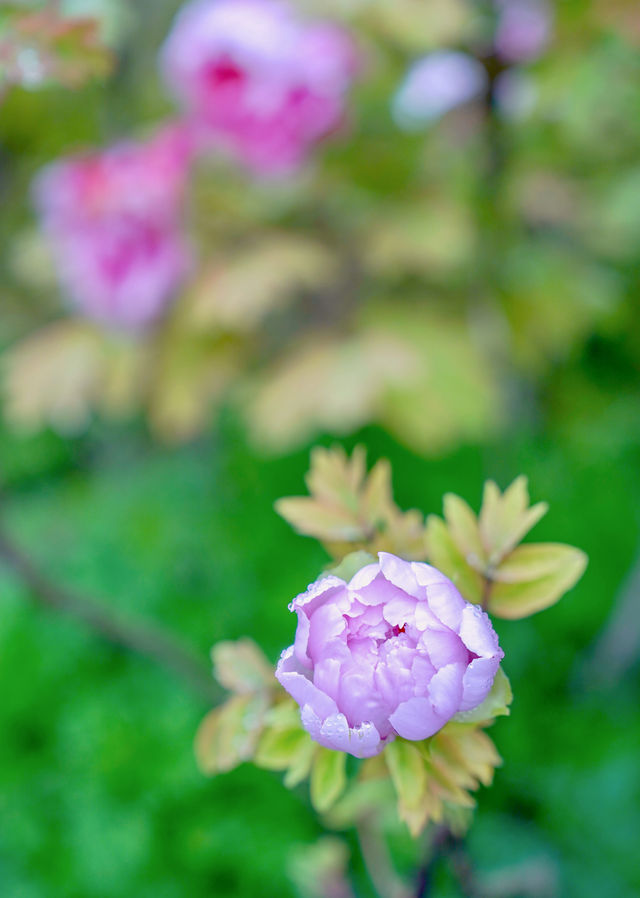抓住重慶春天的尾巴 去鮮花盛開的山坡