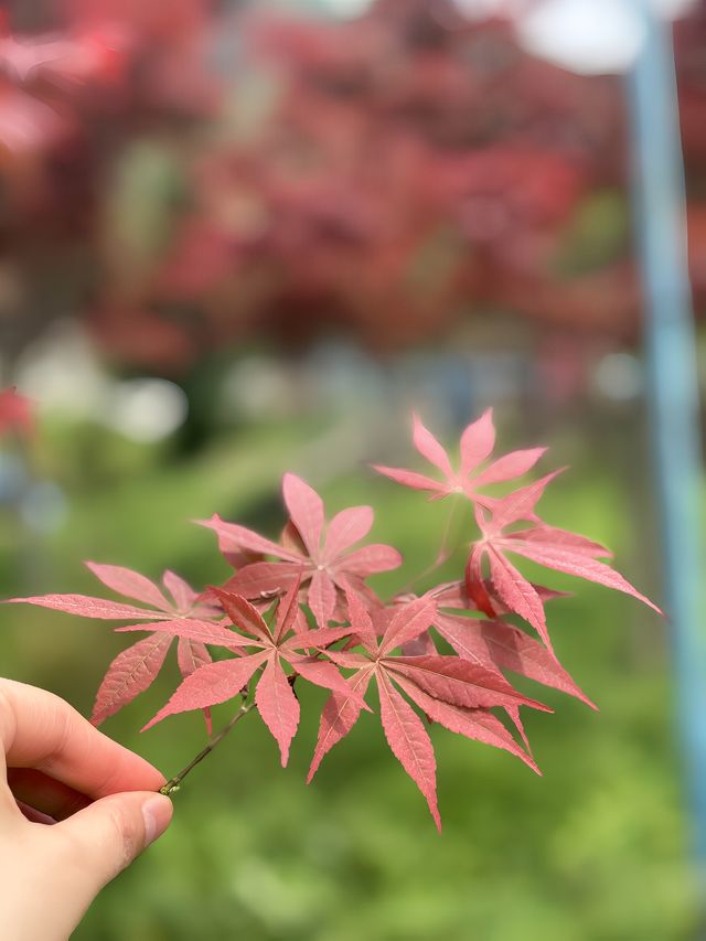 趁春尚在，不負花時與明媚