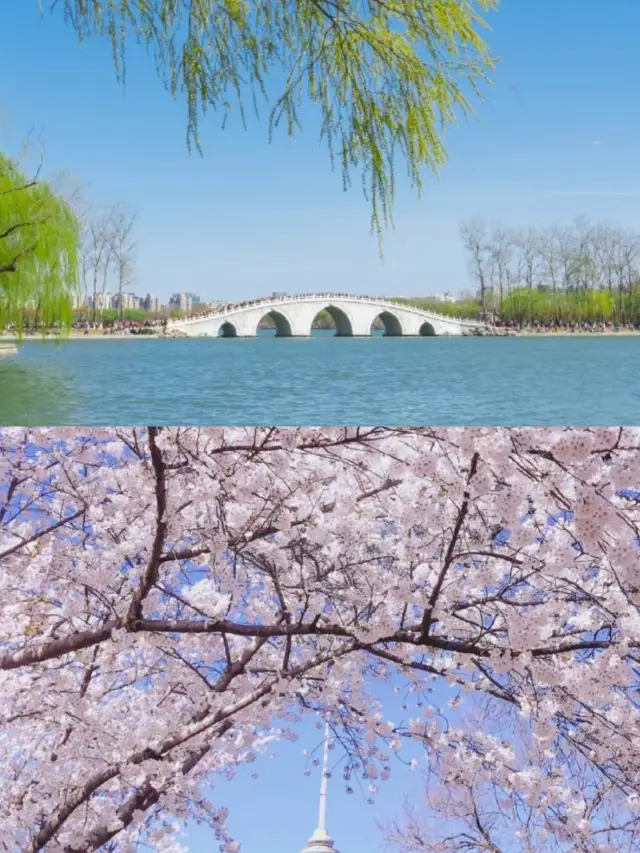 【Yuyuantan Park Guide】How to avoid the crowds and enjoy a peaceful springtime