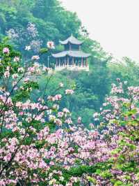接下來的柳州，是一萬次的春和景明