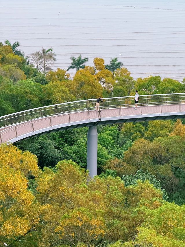 廈門健康步道林海線-五月必看的相思樹花海