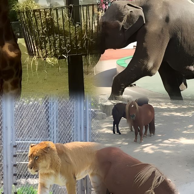 上海野生動物園超全攻略