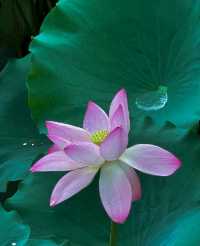 不僅有荔灣湖，廣州螺湧公園的荷花也開啦