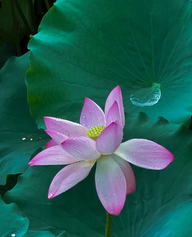 不僅有荔灣湖，廣州螺湧公園的荷花也開啦