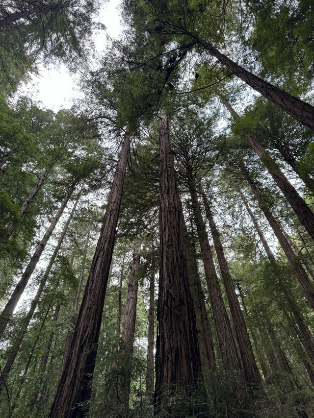 Sequoia紅杉國家公園攻略｜國家聖誕樹