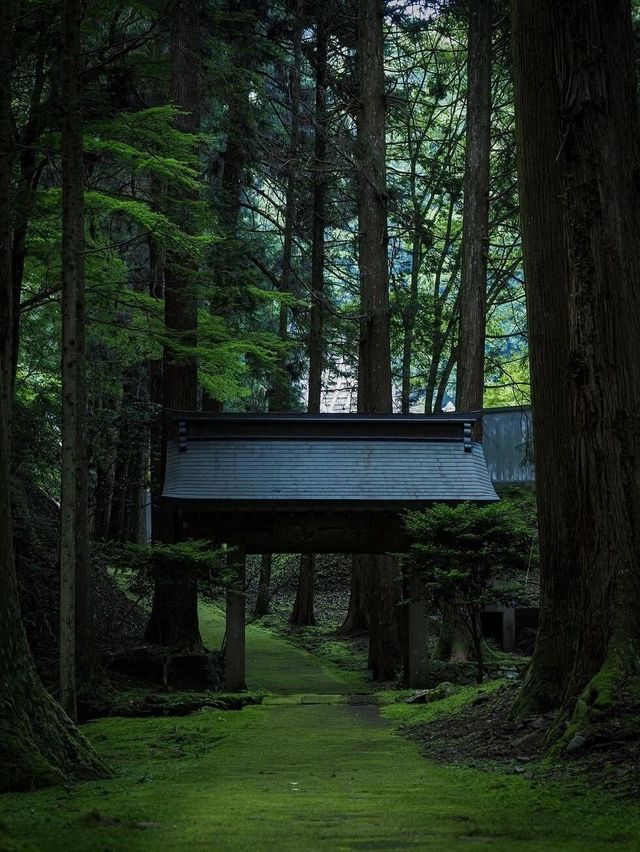 來到苔的世界｜盡情吸氧