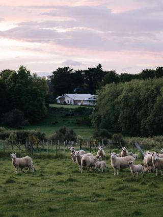 🌟 Luxe Sleeps in Hawke's Bay: Top Hotel Picks! 🛏️✨