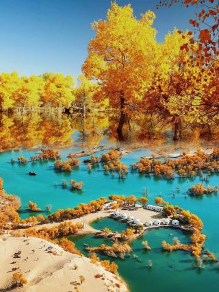 Did you know that 80% of China's poplar forests are in Xinjiang? 