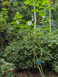 西雙版納熱帶植物園。