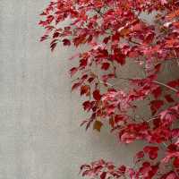Autumn Beauty Lives in leaves
