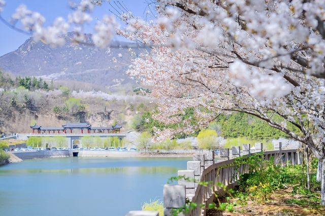 櫻花風景區。